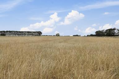 Livestock For Sale - VIC - Glenormiston North - 3265 - TOP CLASS CAMPERDOWN – TERANG DISTRICT ACREAGES  (Image 2)