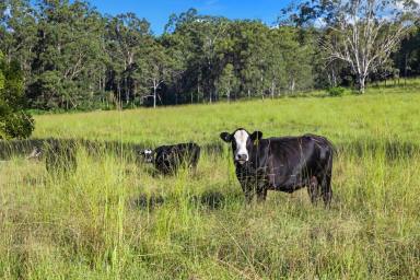 Lifestyle For Sale - NSW - Bonalbo - 2469 - DISCOVER THE CHARM OF DUCK CREEK  (Image 2)