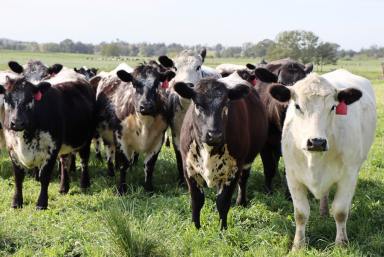 Lifestyle Auction - NSW - Leconfield - 2335 - "Hillview" - Prime Irrigated Hunter River Holding with Dual Residences  (Image 2)