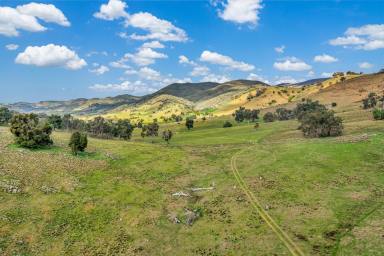 Other (Rural) For Sale - NSW - Spring Flat - 2850 - LARGE ACRES CLOSE TO MUDGEE  (Image 2)
