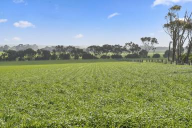 Cropping For Sale - VIC - Weering - 3251 - PREMIER HIGHLY PRODUCTIVE COLAC DISTRICT COUNTRY  (Image 2)