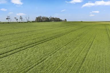 Cropping For Sale - VIC - Weering - 3251 - PREMIER HIGHLY PRODUCTIVE COLAC DISTRICT COUNTRY  (Image 2)