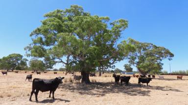 Lifestyle For Sale - SA - Penola - 5277 - Location is key. (Image 2)