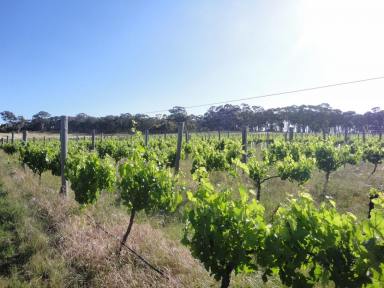 Lifestyle For Sale - VIC - Guildford - 3451 - Double Opportunity: 10.13ha (25 Acre) - Lifestyle Block with Vineyard & Permit for a 3BR Dwelling  (Image 2)