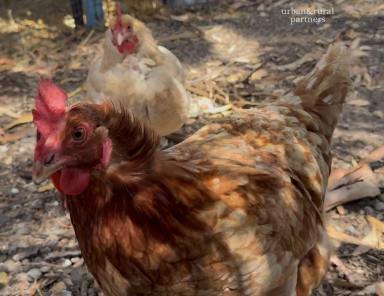 Acreage/Semi-rural For Sale - SA - Mount Compass - 5210 - 10 ACRES + 4 BED HOME  (Image 2)