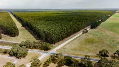 Mixed Farming For Sale - SA - Wattle Range - 5280 - INSTITUTIONAL-SCALE AGRICULTURAL PORTFOLIO (Image 2)