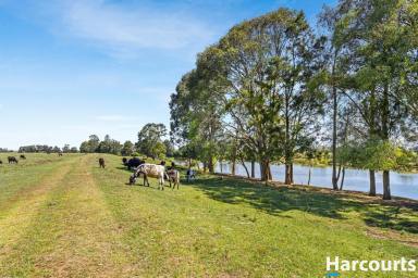 Acreage/Semi-rural For Sale - NSW - Hinton - 2321 - Family Cropping Farm with River Frontage – A Rare Lifestyle Opportunity  (Image 2)