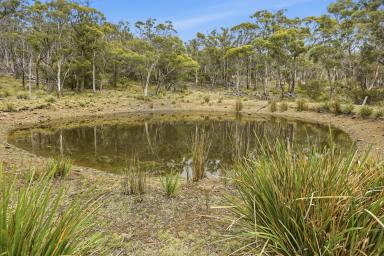 Residential Block For Sale - TAS - Swansea - 7190 - A Rare Bushland Sanctuary on the Edge of Swansea  (Image 2)
