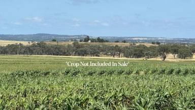 Lifestyle For Sale - QLD - Wyreema - 4352 - 140 Acres of Quality Picturesque Versatile Country!
Located only 15 minutes from Toowoomba!  (Image 2)