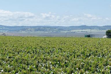 Lifestyle For Sale - QLD - Wyreema - 4352 - 140 Acres of Quality Picturesque Versatile Country!
Located only 15 minutes from Toowoomba!  (Image 2)