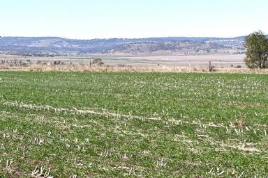 Lifestyle For Sale - QLD - Wyreema - 4352 - 140 Acres of Quality Picturesque Versatile Country!
Located only 15 minutes from Toowoomba! (Image 2)