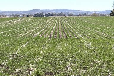 Lifestyle For Sale - QLD - Wyreema - 4352 - 140 Acres of Quality Picturesque Versatile Country!
Located only 15 minutes from Toowoomba! (Image 2)