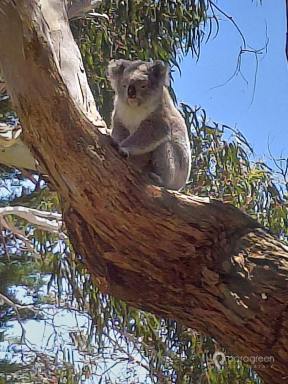 Residential Block For Sale - VIC - Sandy Point - 3959 - BLOCK WITH REGULAR WILDLIFE VISITOR  (Image 2)