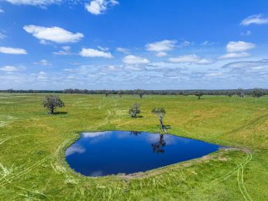 Livestock For Sale - VIC - Killara - 3312 - Scale, Secure Water & Productivity – 459ha Grazing Opportunity  (Image 2)