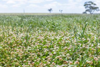 Livestock For Sale - VIC - Killara - 3312 - Scale, Secure Water & Productivity – 459ha Grazing Opportunity  (Image 2)