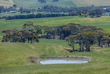 Livestock Auction - VIC - Wando Vale - 3312 - Quality Grazing Holding with Shelter, Water & Proven Pastures  (Image 2)