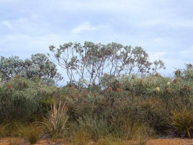 Residential Block For Sale - WA - Hopetoun - 6348 - Try to find this value elsewhere in WA!  (Image 2)