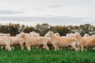 Mixed Farming For Sale - NSW - Cootamundra - 2590 - Nationally acclaimed sheep seedstock enterprises  (Image 2)