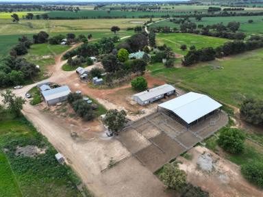 Mixed Farming For Sale - NSW - Cootamundra - 2590 - Nationally acclaimed sheep seedstock enterprises  (Image 2)