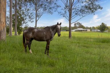 Acreage/Semi-rural For Sale - QLD - Woondum - 4570 - A Private Country Haven with Productive Paddocks and Elevated Lifestyle Appeal  (Image 2)