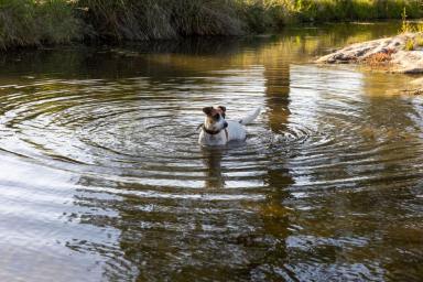 Mixed Farming For Sale - NSW - Inverell - 2360 - Grazing Property with River Frontage (Image 2)
