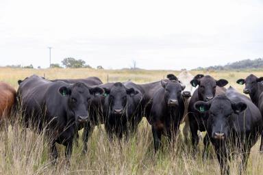 Mixed Farming For Sale - NSW - Inverell - 2360 - Grazing Property with River Frontage  (Image 2)