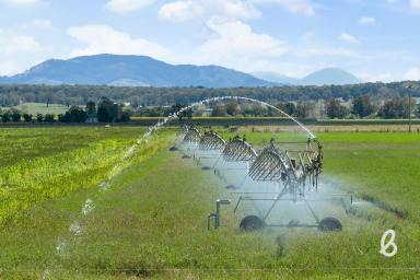 Other (Rural) For Sale - NSW - Singleton - 2330 - "Bassendean" – Premier Hunter Valley Irrigation Holding  (Image 2)