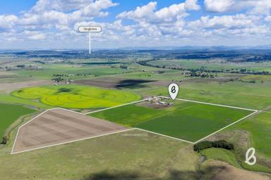 Other (Rural) For Sale - NSW - Singleton - 2330 - "Bassendean" – Premier Hunter Valley Irrigation Holding  (Image 2)