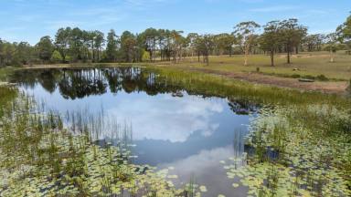 Lifestyle Auction - NSW - Tomerong - 2540 - 100-acre RU2 holding minutes to Jervis Bay  (Image 2)