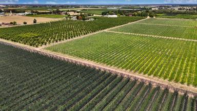 Horticulture For Sale - VIC - Orrvale - 3631 - Institutional-Scale Pome Fruit Enterprise with 2,012ML* of Water Entitlements, a State-of-the-Art Packing Shed & Cool Room Facilities  (Image 2)