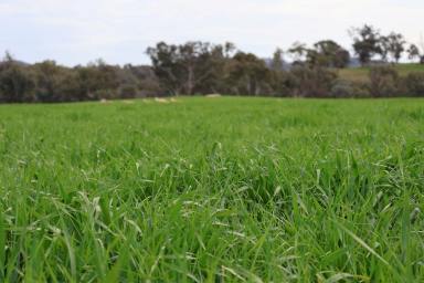 Mixed Farming For Sale - NSW - Cowra - 2794 - Production, Perfectly Balanced  (Image 2)