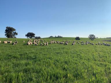 Mixed Farming For Sale - NSW - Cowra - 2794 - Production, Perfectly Balanced  (Image 2)