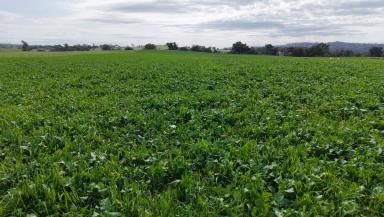 Mixed Farming For Sale - NSW - Cowra - 2794 - Production, Perfectly Balanced  (Image 2)