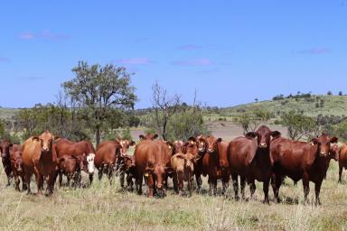 Other (Rural) Auction - QLD - Thangool - 4716 - Convenient Location - Modern Structural Improvements  (Image 2)