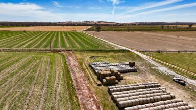 Mixed Farming Auction - SA - Mundulla - 5270 - Kongal Park  (Image 2)