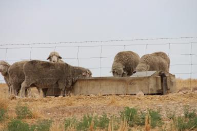 Mixed Farming Auction - SA - Mundulla - 5270 - Kongal Park  (Image 2)
