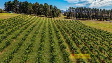Residential Block For Sale - NSW - Rylstone - 2849 - VIEWS, VINEYARDS AND ENDLESS POSSIBILITIES  (Image 2)