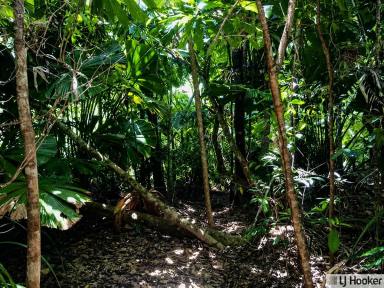 Residential Block For Sale - QLD - Jubilee Heights - 4860 - Private Rainforest Sanctuary – Approx. 1 Acre in Jubilee Heights  (Image 2)