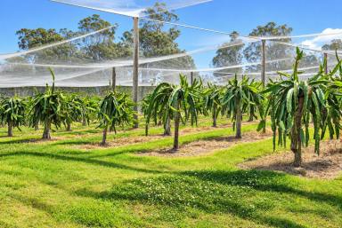 Cropping For Sale - NSW - Bulldog - 2469 - Dragonfruit Farm, Lifestyle, Income :)  (Image 2)