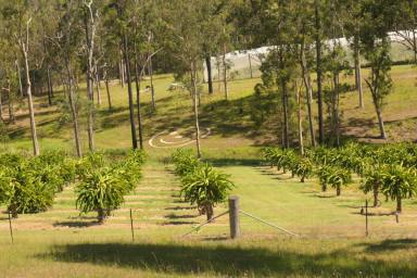 Cropping For Sale - NSW - Bulldog - 2469 - LUCRATIVE DRAGONFRUIT FARM  (Image 2)
