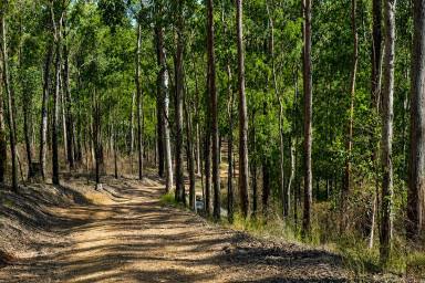 Cropping For Sale - NSW - Bulldog - 2469 - Dragonfruit Farm, Lifestyle, Income :)  (Image 2)