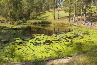Cropping For Sale - NSW - Bulldog - 2469 - Dragonfruit Farm, Lifestyle, Income :)  (Image 2)