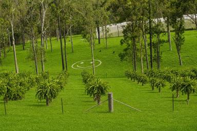 Cropping For Sale - NSW - Bulldog - 2469 - LIVING THE DREAM  (Image 2)