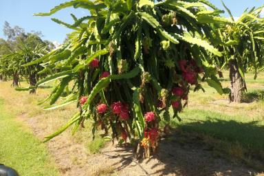 Cropping For Sale - NSW - Bulldog - 2469 - LUCRATIVE DRAGONFRUIT FARM  (Image 2)