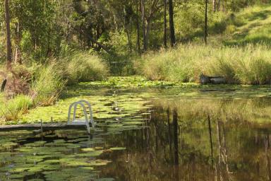 Cropping For Sale - NSW - Bulldog - 2469 - LUCRATIVE DRAGONFRUIT FARM  (Image 2)