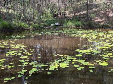 Lifestyle For Sale - NSW - Ewingar - 2469 - UNDER OFFER - 375K  (Image 2)