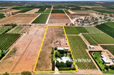 House For Sale - NSW - Gol Gol - 2738 - Rural Lifestyle with Warmth and Endless Possibility  (Image 2)