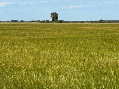 Cropping For Sale - NSW - West Wyalong - 2671 - Buy And Crop (Image 2)