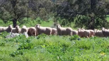 Mixed Farming For Sale - NSW - Grenfell - 2810 - FOR LEASE - 2,668.9 AC* OF PRIME ARABLE LAND & GRAZING COUNTRY!  (Image 2)