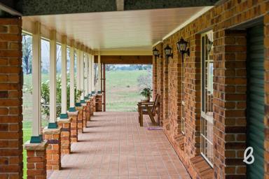 Other (Rural) For Sale - NSW - Singleton - 2330 - "Angasslea" – Lifestyle, Space and Rural Charm  (Image 2)